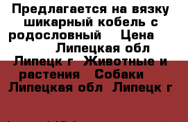 Предлагается на вязку шикарный кобель с родословный  › Цена ­ 10 000 - Липецкая обл., Липецк г. Животные и растения » Собаки   . Липецкая обл.,Липецк г.